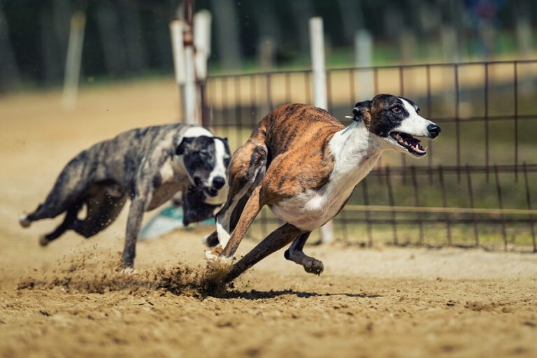 CBD Oil for Horses, Picking a Carriage, Fitting a Harness, Greyhound Adoptions and the New Owner of Black Prong for April 4, 2019