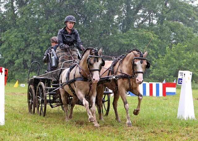 Presidential Carriages, Chelsie Sievers Pony Pair, Driving Posture and Anhidrosis for July 22, 2019