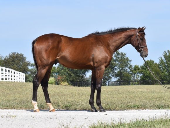 21: Kissing Spine Awareness and Using Equine Bodywork