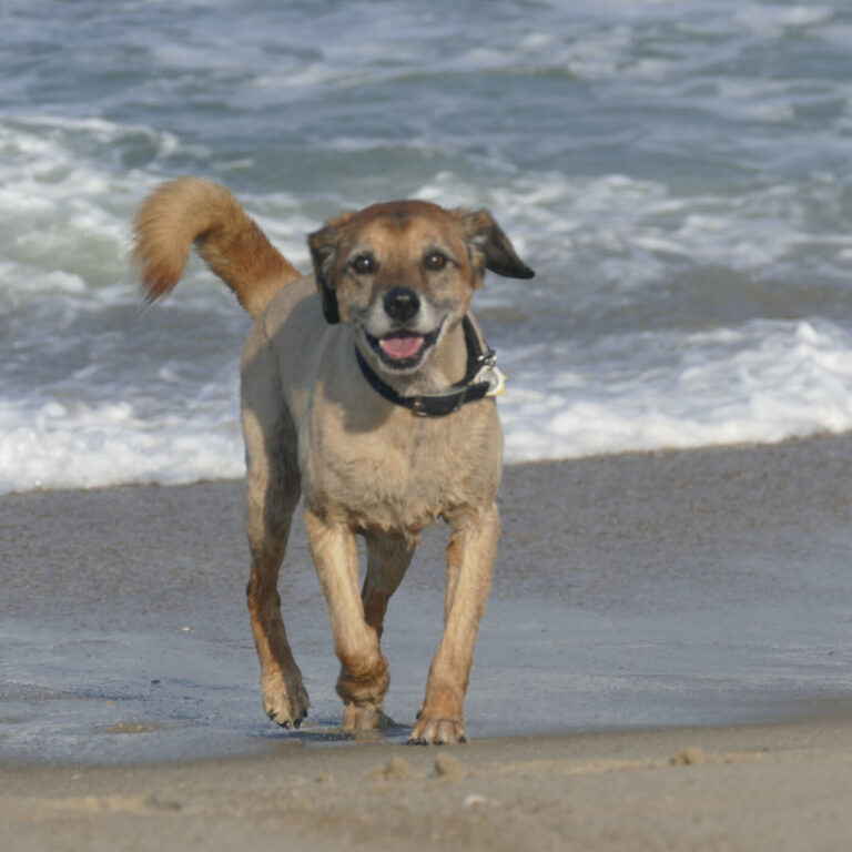 101: The Boerboel, Nutritional Support for Senior Dogs, and Golden Globes for Horses