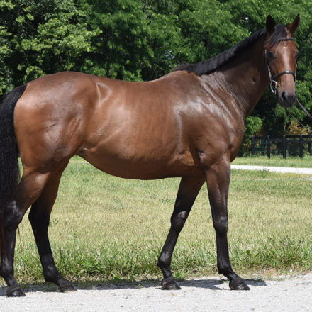 39: Tim Austin, Helena Harris, a Training Tip and Pooker T by Kentucky Performance Products