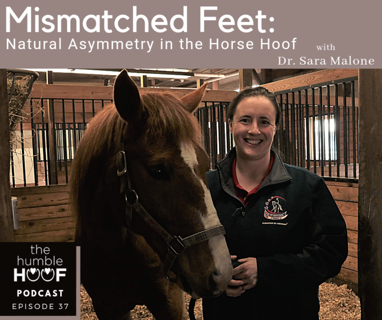 Mismatched Feet: Natural Asymmetry in the Horse Hoof with Dr