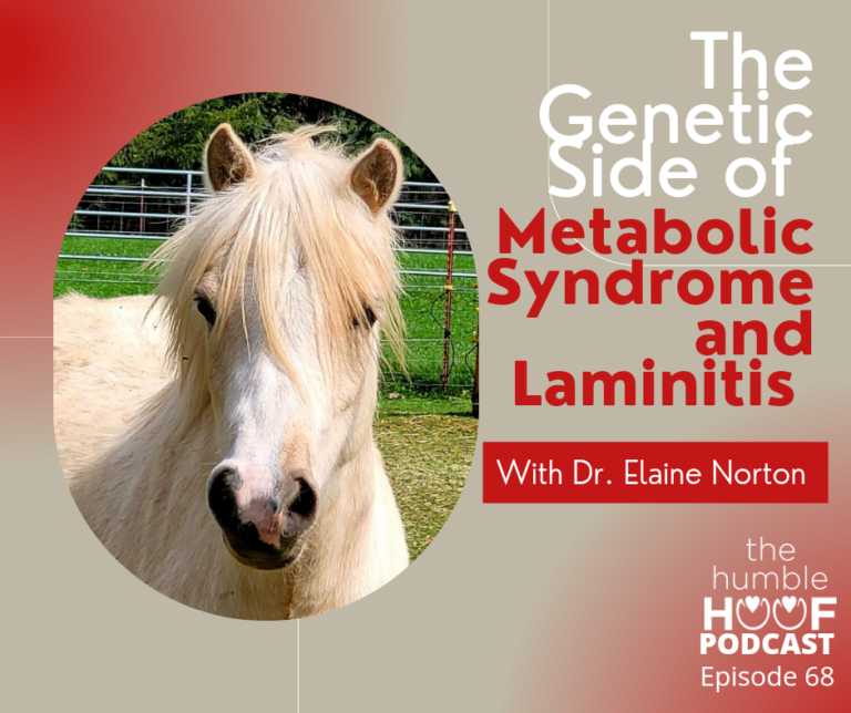The Genetic Side of Metabolic Syndrome and Laminitis with Dr